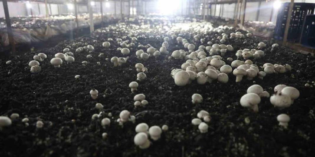 Ahırda başladığı üretim 3 çadırda sürüyor: 70 günde bir 3 defa hasat ediyor 2